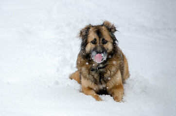 Fluffy dog playfully sits in fresh snow. Tongue out, delight evident. Overcast atmosphere with soft natural lighting adds serene touch