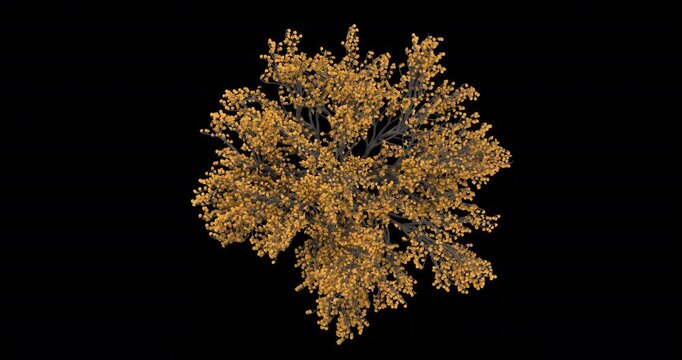 Fagus Sylvatica Tree Moving In The Wind On Alpha Channel	