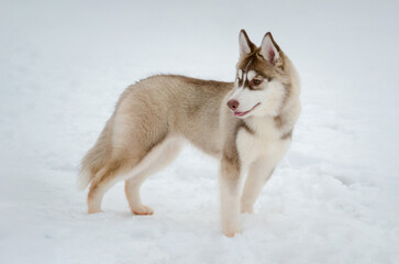 Young husky puppy stands on snow, surrounded by pure white winter landscape. Soft lighting highlights its fur and playful stance. Ears perked, it gazes intently forward
