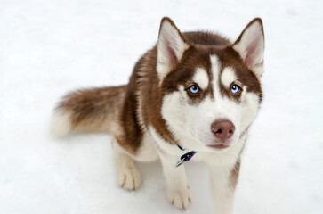 Husky with striking blue eyes sits attentively on snowy surface. Brown and white fur contrasts with white background, exuding calmness and focus. Captured from slightly elevated angle