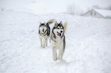 Naklejka premium Two husky dogs running energetically through thick snow, surrounded by wintery landscape. Overcast lighting creates tranquil atmosphere, highlighting their playful demeanor against white backdrop