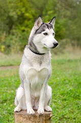 Husky sitting on tree stump in lush forest. Dogs gaze focused, ears alert. Bright daylight enhances white and gray fur against green backdrop
