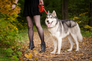 Siberian husky sitting on autumn leaves beside young adult woman legs. Black boots and skirt paired with tights, vibrant yellow foliage framing scene. Bright daylight enhances calm atmosphere