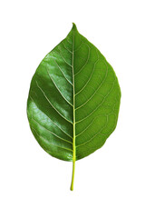 Obraz premium Leaf's Freshness: A vibrant green leaf, its intricate veins and natural textures elegantly displayed against a bright and clean backdrop.