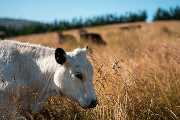 growing beef cows and cattle grazing on sustainable managed grasses on a farm holding...