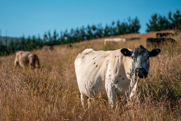 growing beef cows and cattle grazing on sustainable managed grasses on a farm holding...