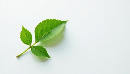 Single leaf on white paper with subtle texture, minimalist, nature, foliage
