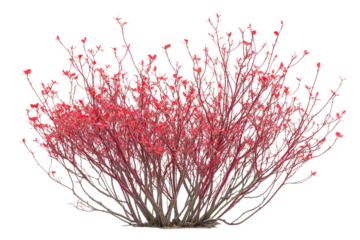 Stunning Red Blossoms Bush in Nature