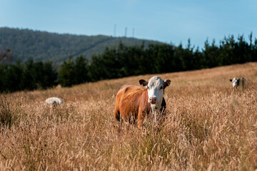 growing beef cows and cattle grazing on sustainable managed grasses on a farm holding...