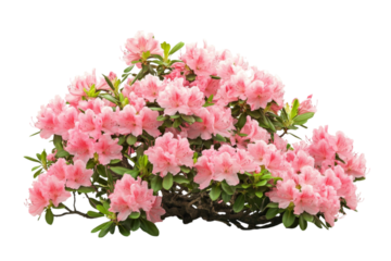 Stunning Pink Azalea Bonsai