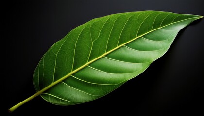 Fototapeta premium vibrant green leaf on a black background showcasing natural beauty and freshness