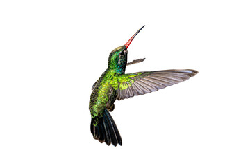 Broad-Billed Hummingbird (Cynanthus latirostris) Photo, in Flight and Isolated on a Transparent...