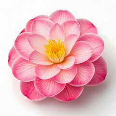 Beautiful Camellia Flower with Pink and White Petals