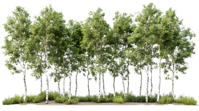 Street Summer Trees: Medium and Small Populus Tremula in a Beautiful Urban Setting.