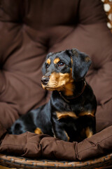 Obraz premium A charming and adorable Rottweiler puppy is resting comfortably while enjoying a cozy chair, radiating warmth and happiness with its lovable personality, making it a perfect companion to cuddle with