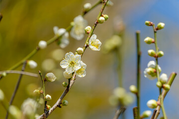 青空と白梅の共演