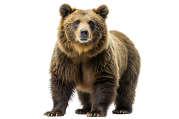 Fototapeta premium brown bear ursus arctos standing on transparent background