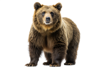 brown bear ursus arctos standing on transparent background
