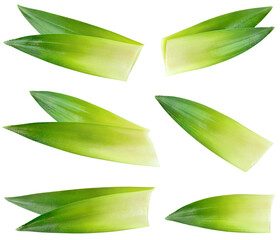 Pineapple leaf isolated png. Pineapple leaves on transparent background. Cut pineapple leaf no...