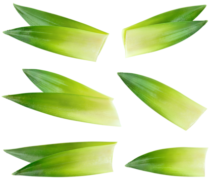 Pineapple leaf isolated png. Pineapple leaves on transparent background. Cut pineapple leaf no background top view. Pineapple leaves transparent png collection. Full depth of field.