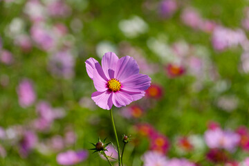 Obraz premium ピンク色のコスモスの花と秋の風景