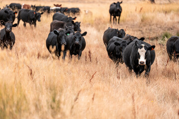 Growing beef cows and cattle grazing on sustainable managed grasses on a farm