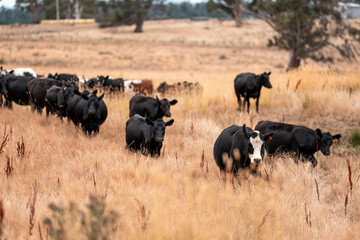 beef cows and cattle grazing on sustainable managed grasses on a farm holding microorganisms storing carbon sustainable regenerative