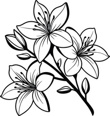 Jasmine flower vector illustration