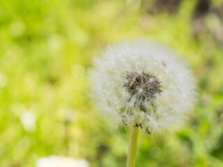 春の野原　タンポポの綿毛05
