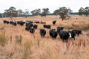 growing beef cows and cattle grazing on sustainable managed grasses on a farm holding...