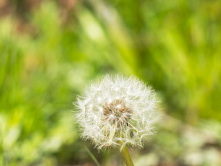 Fototapeta premium 春の野原 タンポポの綿毛08