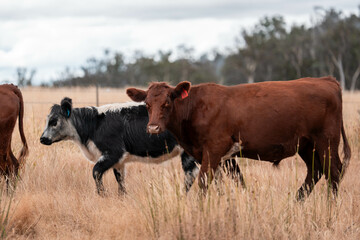 Growing beef cows and cattle grazing on sustainable managed grasses on a farm