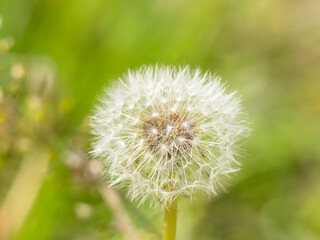 春の野原　タンポポの綿毛13