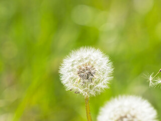 春の野原　タンポポの綿毛14