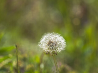 春の野原　タンポポの綿毛15