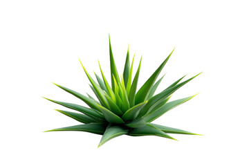 Fototapeta premium Aloe Vera Plant: Lush Green Foliage