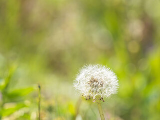 春の野原　タンポポの綿毛16