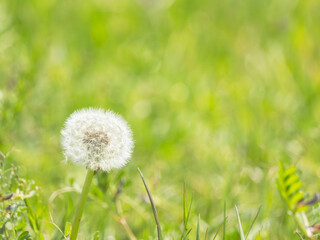 春の野原　タンポポの綿毛18