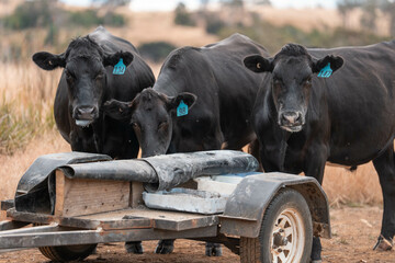 growing beef cows and cattle grazing on sustainable managed grasses on a farm holding...