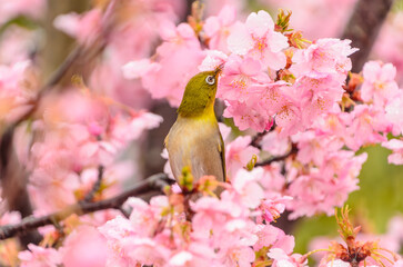 桜の花にとまるメジロ