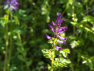 森の中に日が差し輝くホトケノザ03