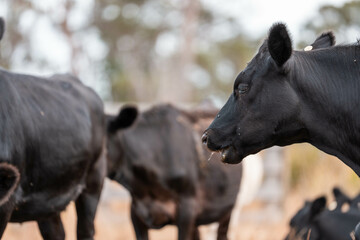 beef cows and cattle grazing on sustainable managed grasses on a farm holding microorganisms...