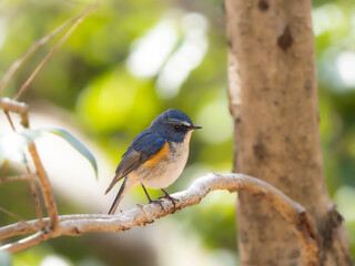 森の木陰で周りを見渡しているルリビタキの雄