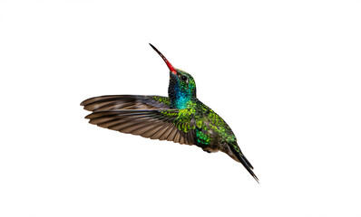 Fototapeta premium Broad-Billed Hummingbird (Cynanthus latirostris) Photo, in Flight and Isolated on a Transparent Background