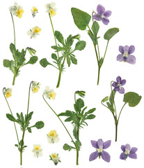 Digital herbarium, scrapbooking. Flowers, leaves of forest violet, isolated on white background....