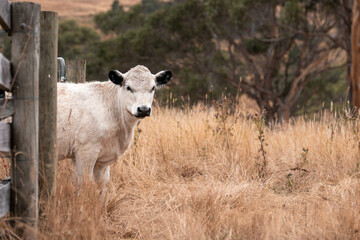 livestock in a meadow, sustainable carbon neutral farming being practiced. regenerative raised cows in a field. agricultural technology innovation.	
