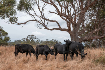 growing beef cows and cattle grazing on sustainable managed grasses on a farm holding...