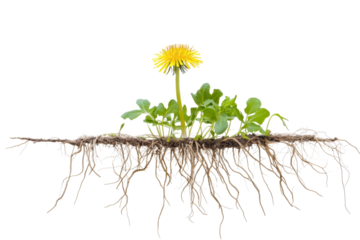 Dandelion Roots Reaching Deep into the Earth