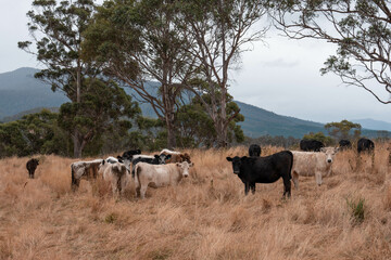 growing beef cows and cattle grazing on sustainable managed grasses on a farm holding microorganisms storing carbon sustainable regenerative food farm in a field on an agricultural farm in australia