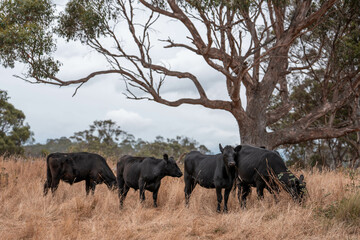 growing beef cows and cattle grazing on sustainable managed grasses on a farm. sustainable beef...